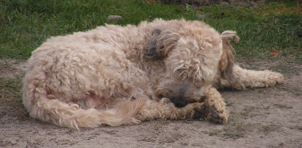 A dog resting before Champ Wag n Walk